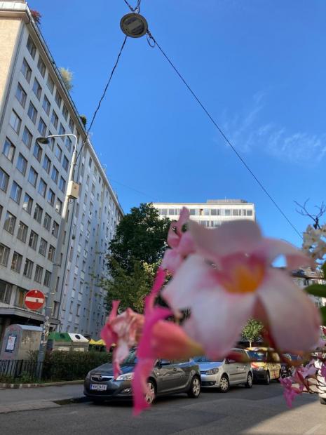 Blick auf Pfeilgasse 1a